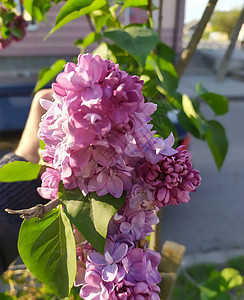 春季风景植物学季节花朵花园衬套紫色芳香叶子灌木丛天空图片