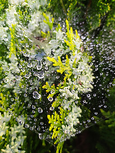 蜘蛛上的水滴我们雨滴危险丝绸飞沫露珠蛛网珠子昆虫宏观薄雾图片