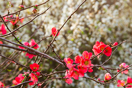 花园灌丛 有粉红色和红红色的花枝植物群花朵香气花瓣植物学樱花李子白色植物园艺图片