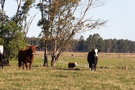 在绿色阿根廷农村放牧的奶牛数量白色牧场奶制品草本植物草地农场动物农业牛肉农田图片