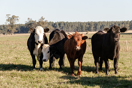 在绿色阿根廷农村放牧的奶牛数量农场草本植物农业乡村农田牧场动物白色场地草地图片
