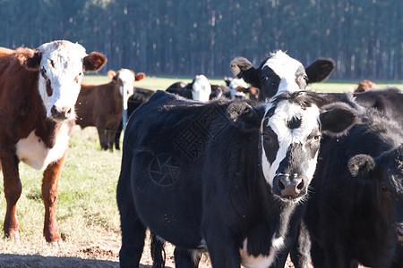 在绿色阿根廷农村放牧的奶牛数量牧场奶制品白色乡村牛肉哺乳动物农业农田动物草地图片
