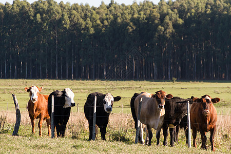 在绿色阿根廷农村放牧的奶牛数量哺乳动物农业牛肉牧场草地白色农田场地农场动物图片