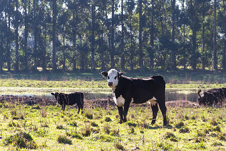 在绿色阿根廷农村放牧的奶牛数量农场哺乳动物草本植物白色牛肉农田动物乡村牧场奶制品图片