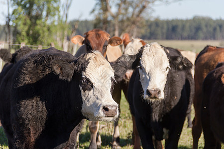 在绿色阿根廷农村放牧的奶牛数量农场牧场动物白色场地牛肉农田农业草地哺乳动物图片