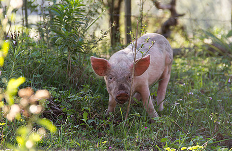 野猪的牲畜在农场中行走场地小猪耳朵婴儿草地乡村动物鼻子粉色哺乳动物图片