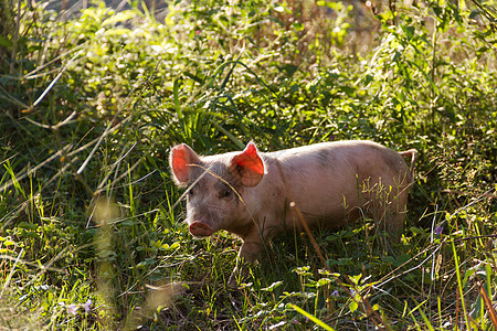 野猪的牲畜在农场中行走耳朵粉色乡村草地哺乳动物鼻子小猪猪肉婴儿动物图片