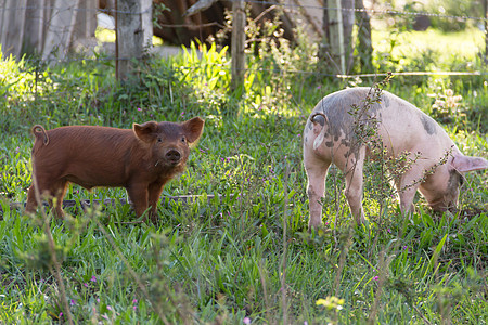 野猪的牲畜在农场中行走哺乳动物婴儿耳朵猪肉草地鼻子粉色乡村仔猪场地图片