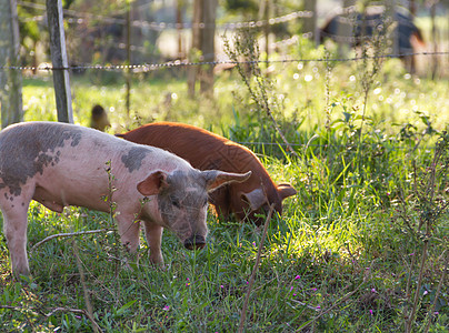 野猪的牲畜在农场中行走鼻子猪肉动物仔猪场地耳朵草地小猪哺乳动物乡村图片