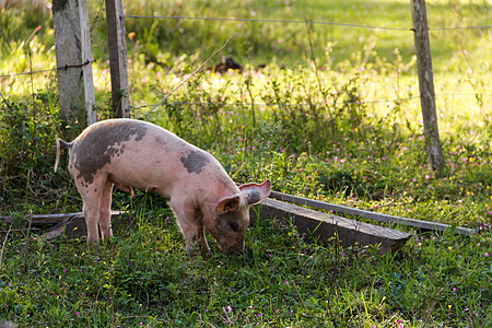 野猪的牲畜在农场中行走婴儿乡村鼻子草地小猪猪肉耳朵粉色哺乳动物动物图片