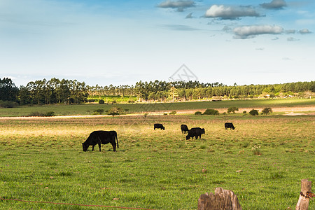 阿根廷牧场在绿色阿根廷农村放牧的奶牛数量农场草地棕色奶制品团体牧场牛肉农田森林农业背景