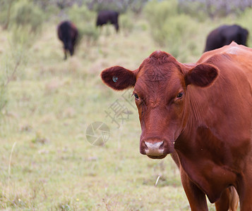 丹麦在农村省市联邦阿根廷放牧的红牛食物农田牛肉哺乳动物场地动物农场照片奶制品农业图片