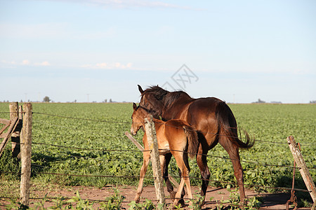 在阿根廷农村的马匹中马术黑色棕色鬃毛荒野白色动物哺乳动物天空农场图片
