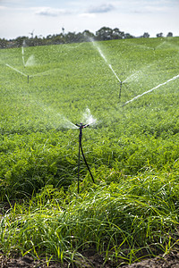 用胡萝卜浇水的种植园 灌溉喷洒器装在大的c环境园艺农田农场农业场地管子管道植物萝卜图片