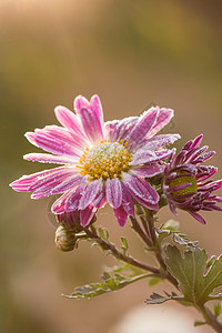 稀有的粉红菊花 秋天的花朵 菊花花瓣翠菊生长柔软度叶子植物植物学国家投标季节图片