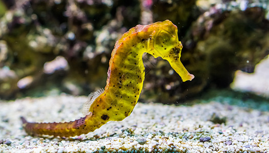 黑色斑点的普通黄河口海马画像 来自非太平洋的热带水族馆宠物图片