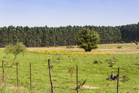 阿根廷乡村景观 绿黄花牛和溪流的绿色黄花草树荫影花朵农场牛肉家畜农业牧场小麦奶牛图片