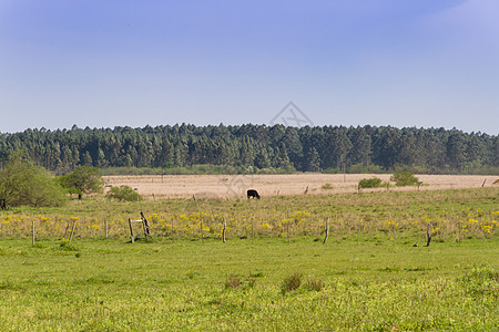 阿根廷乡村景观 绿黄花牛和溪流的绿色黄花草树荫影牧场花朵小麦农场家畜牛肉奶牛农业图片
