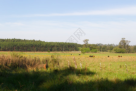 阿根廷乡村景观 绿黄花牛和溪流的绿色黄花草树荫影牧场家畜奶牛小麦农业花朵农场牛肉图片