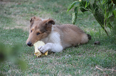 在绿草地上玩小狗犬类宠物绿色母亲恋人成人双胞胎天空毛皮家庭图片