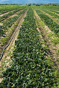 菠菜农场 野地上有机绿色蔬菜图片