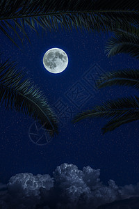 月亮和黑夜的云彩 与白枣的两叶 同在月光下的月光下图片