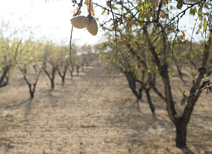日落时有果实的杏仁树枝植物学树木农业植物收成农场背光坚果射线榆树图片