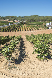 葡萄酒庄白葡萄场地食物水果生长植物农业酒厂收成太阳葡萄园背景