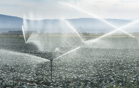 配有喷洒灭水器的排水布菜农业机器植物洒水器喷雾器日落场地技术蔬菜工业图片