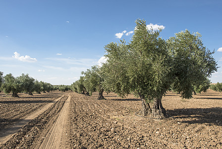 老橄榄树橄榄树树干文化花园栽培树木树叶农业乡村农场食物背景