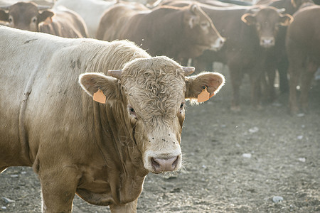 农场一头公牛小牛牧场家畜农业奶牛棕色乡村农田动物农村图片