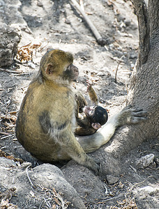 婴儿猴子妈妈丛林哺乳动物松鼠野生动物家庭荒野母亲女性生物图片