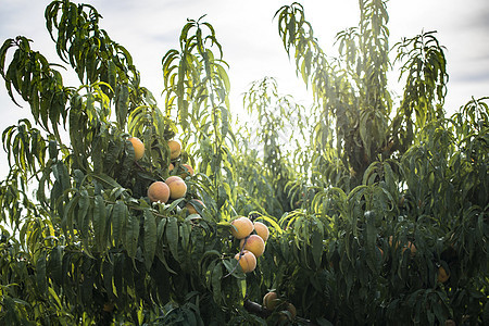 桃树收成叶子园艺树木花园生长水果农场红色食物背景图片
