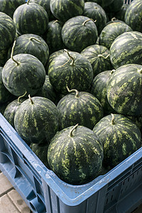 大型箱内西瓜营养绿色农业红色饮食水果农民食物收成甜点图片