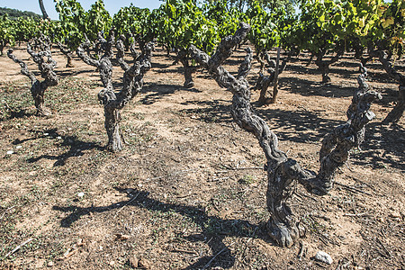 枯萎的红葡萄酒厂种植园农场收成花园葡萄园厄运植物葡萄叶子图片