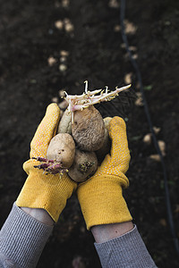 播种马铃薯花园女士蔬菜农场园艺种子发芽土壤生长地面图片