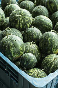 大型箱内西瓜绿色收成红色水果农业饮食甜点食物农民市场图片
