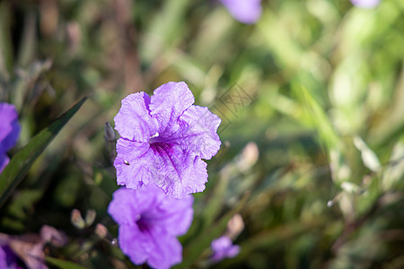 五颜六色的花的背景图片生长花瓣粉色花束紫色季节植物植物群宏观背景图片