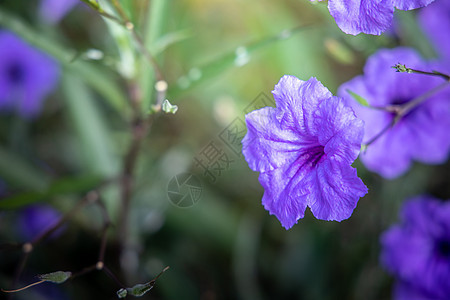 五颜六色的花的背景图片花瓣粉色紫色季节植物群生长植物宏观花束背景图片