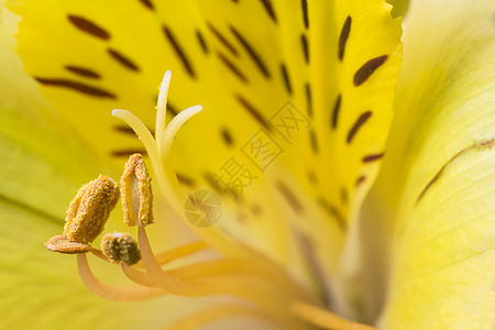 花开花落黄色花朵百合植物红色紫色花园白色花瓣植物群背景