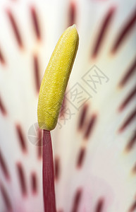 花开花落花朵植物学植物紫色花园红色植物群粉色百合花瓣图片