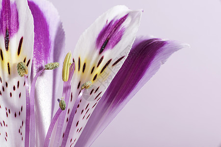 花开花落白色紫色百合粉色花朵红色植物花园花瓣植物群图片