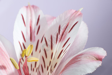 花开花落黄色白色花瓣粉色花朵百合花园红色植物学植物高清图片