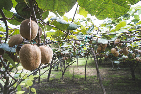 Kiwi工厂花园水果绿色叶子农业食物生长热带果园植物图片