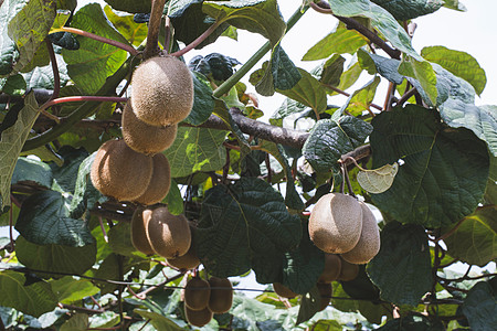 Kiwi工厂植物棕色水果果园猕猴桃农业叶子农场绿色食物图片