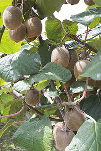Kiwi工厂叶子花园农场果园农业绿色猕猴桃食物生长棕色图片