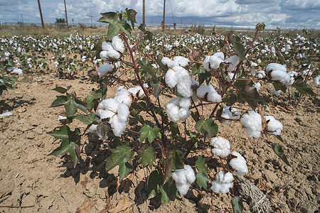 棉花植物田白色农场蓝色材料纤维柔软度收成枝条天空纺织品图片