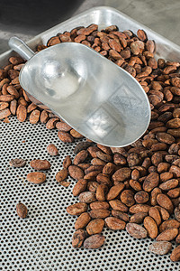 可可豆食物饮食植物热带巧克力活力团体黑色豆子棕色图片