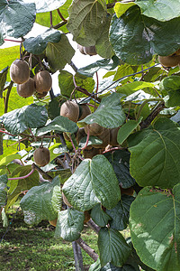 Kiwi工厂树叶花园热带生长分支机构水果农业猕猴桃团体收获图片
