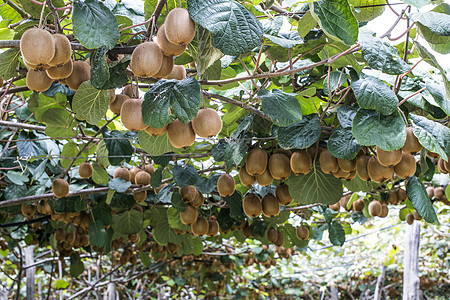 Kiwi工厂水果树叶植物生长分支机构猕猴桃花园绿色团体果园图片